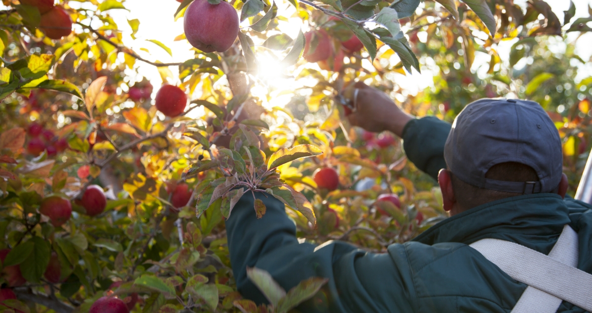 Autumn Glory Apple Season Begins at PMA Fresh Summit 2018 - Superfresh ...