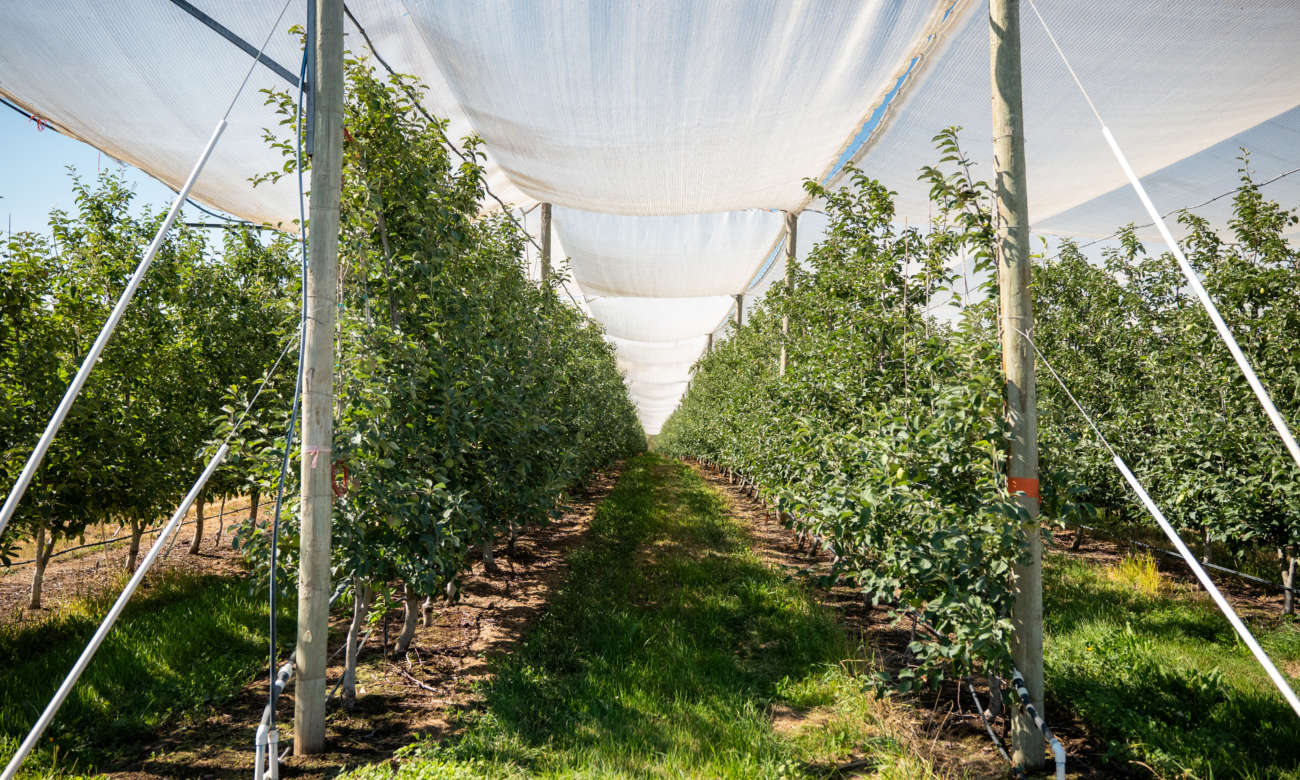 Orchard update July - Superfresh Growers