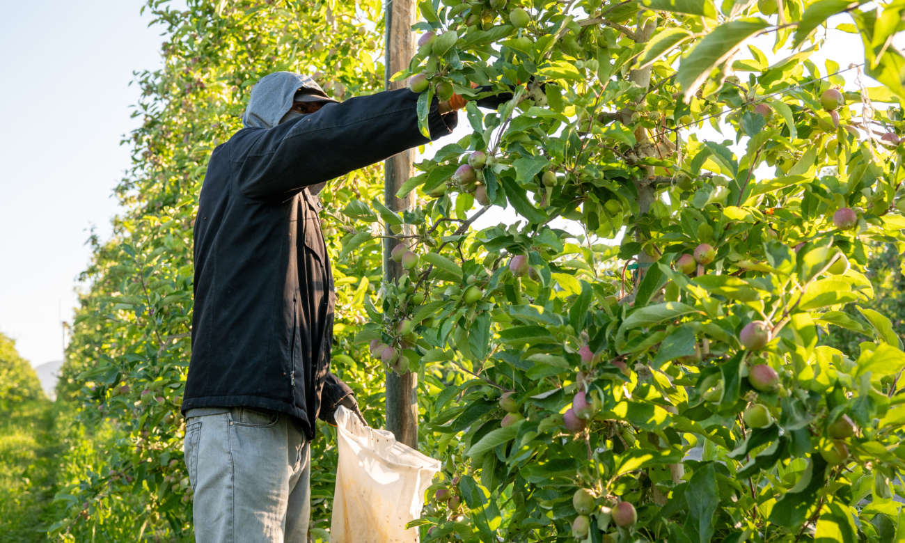 Battling Pests With IPM - Superfresh Growers
