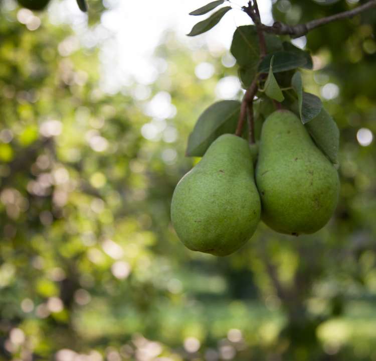 Anjou Pears Gain Yearround Popularity Superfresh Growers