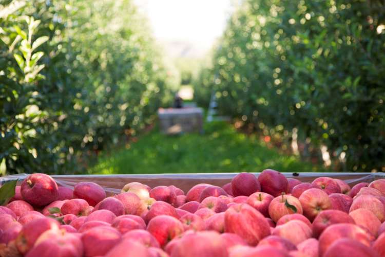 New Crop Apple Season Abundance And Quality Unite Superfresh Growers new-crop-apple-season-abundance-and-quality-unite-superfresh-growers