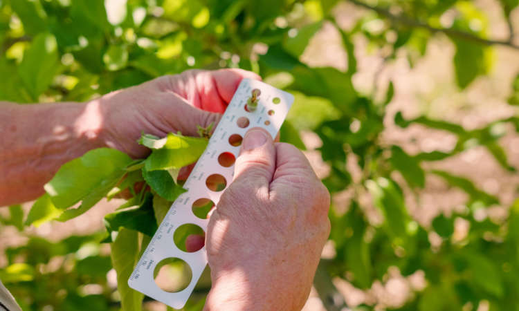 Orchard Update May 2024 - Superfresh Growers