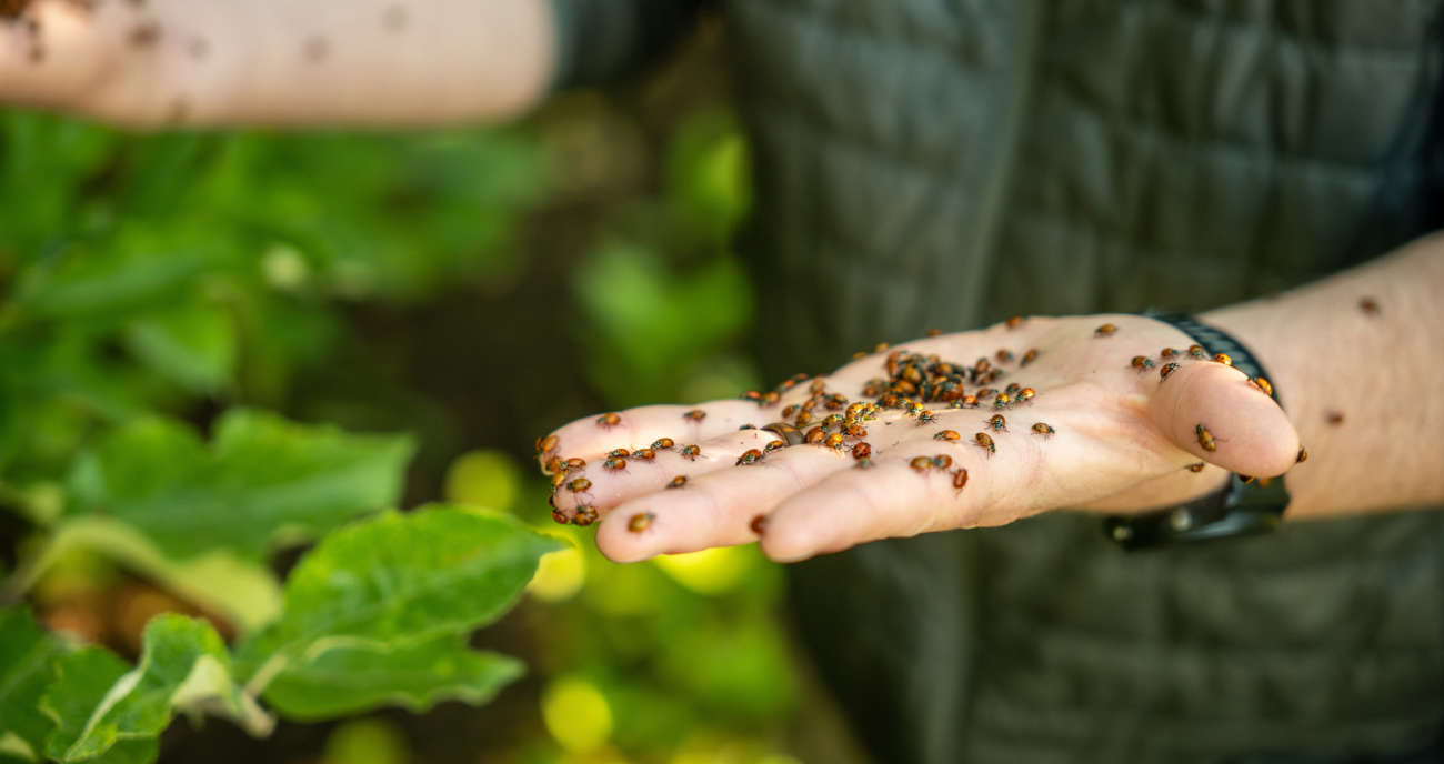 Battling Pests With IPM - Superfresh Growers