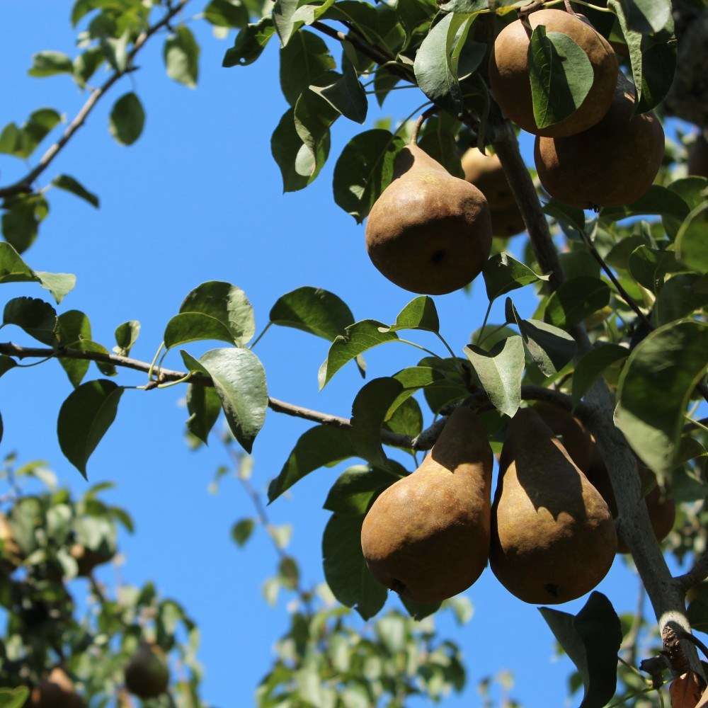 alligator pear mardi gras